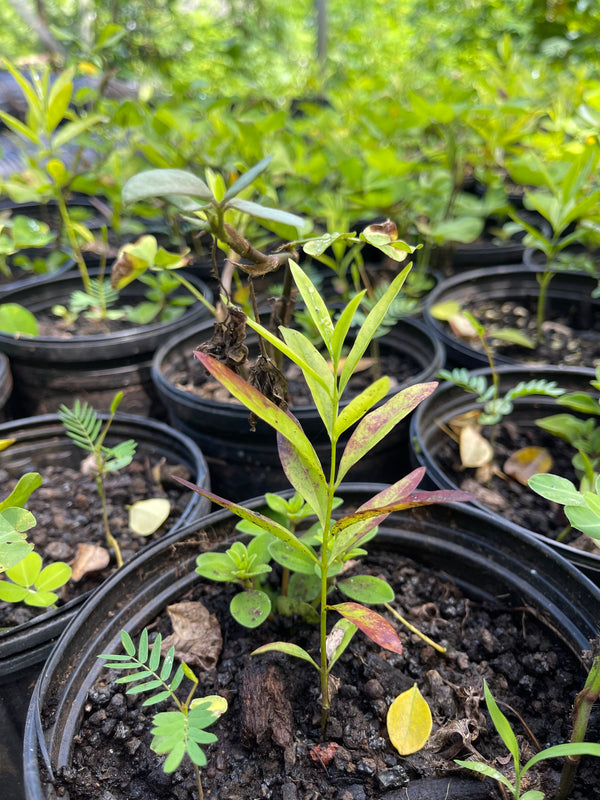 Baby Sandalwood plant