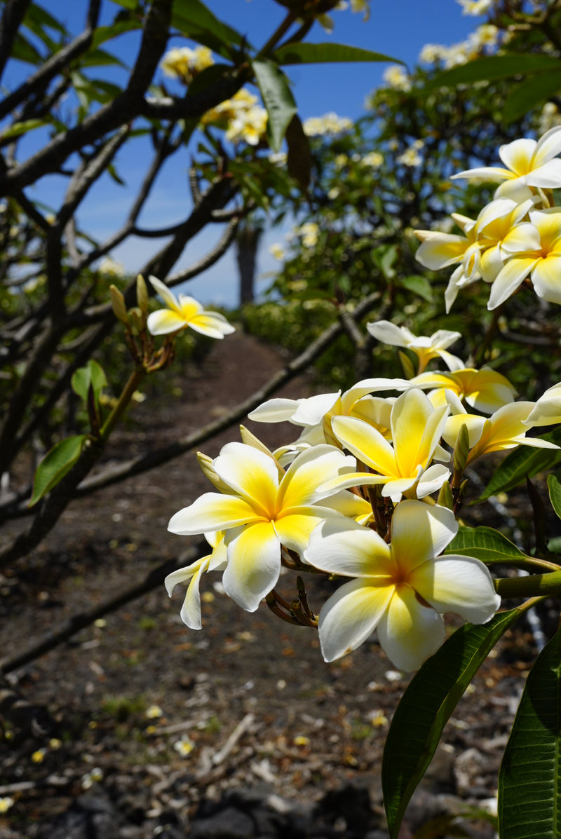 Faces in Bloom: Plumeria