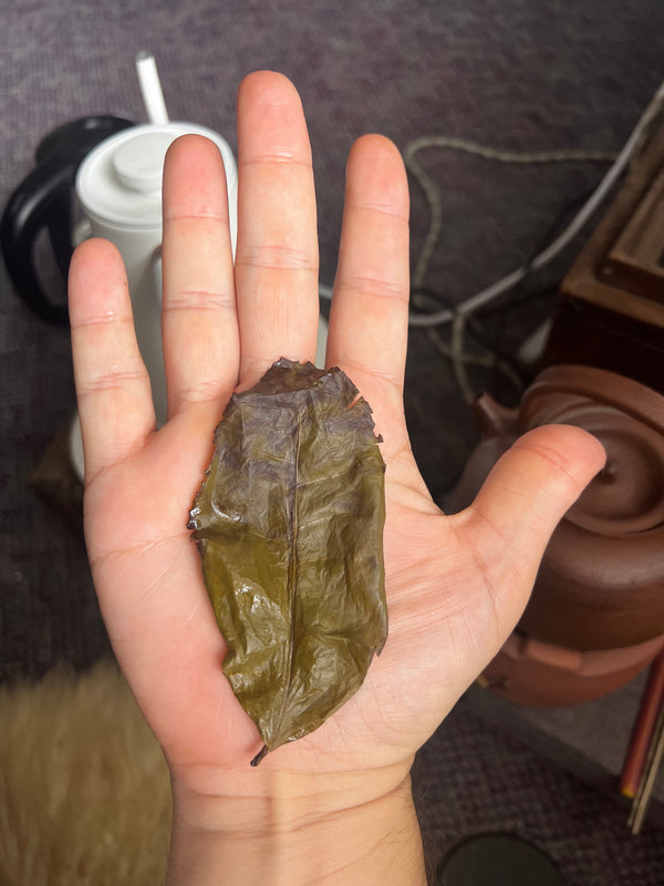 Pacific Buddha Oolong Tea