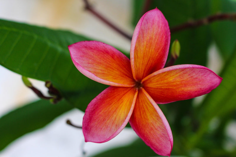 Faces in Bloom: Red Plumeria