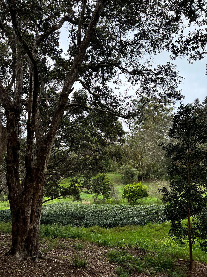 Hawaiian Artisan Greens: 2 Teas Flight